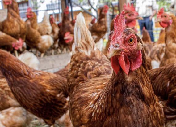 बर्ड फ्लु भेटिएपछि न्यूयोर्कका जीवित कुखुरा बजार बन्द